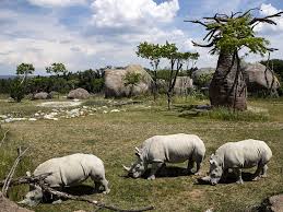 Zoo De Zurich La Savane Africaine Attend Les Visiteurs Recherchez parmi des savane photos et des images libres de droits sur istock. zoo de zurich la savane africaine