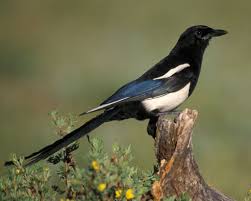 Birds Of Western Washington Black Billed Magpie Birds Of America Magpie Western Landscape