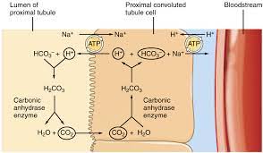 Tubular Reabsorption Anatomy And Physiology