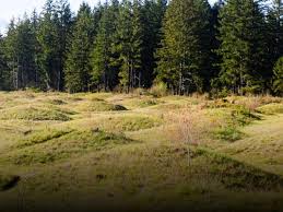 Check spelling or type a new query. Https Www Discovery Com 2021 09 02t21 09 50 04 00 Weekly 0 5 Https Discovery Sndimg Com Content Dam Images Discovery Editorial Branding 2019 2 1 Discovery Default Search Image 4x3 Jpg Rend Hgtvcom 616 462 Jpeg Https Www Discovery Com