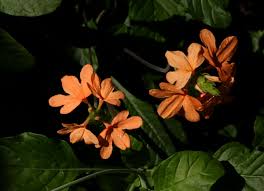 Image result for Crossandra puberula
