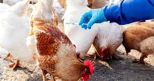 Bird flu, or avian influenza, is a viral infection spread from bird to bird. Poland Records Largest Ever Bird Flu Outbreak The Poultry Site