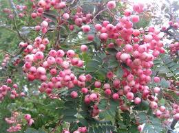 Baumschule Eggert Blutenstraucher Baumschulen Heckenpflanzen Sorbus Vilmorinii Rosa Frucht Eberesche Sorbus Vilmorinii Rosa Garten Pflanzen Eberesche