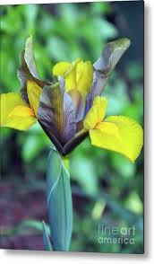 Image result for Iridaceae