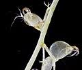 Image result for Utricularia baoulensis