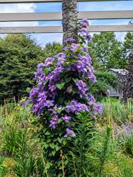 Image result for Clematis