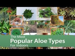 Image result for Aloe inyangensis