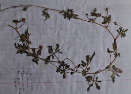 Image result for Ipomoea coptica