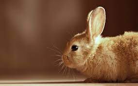 Blonde bunny. :3 | Cute bunny pictures, Bunny pictures, Bunny wallpaper