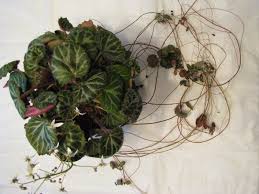 Image result for Begonia pulcherrima