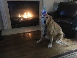 See more of goldendoodle puppies tampa florida on facebook. Paradise Golden Retrievers