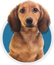 Learn more about our adoption process. Pet Listings From The Bangor Humane Society Bangor Maine
