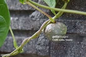 Image result for Polystachya fallax