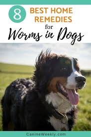 8 Home Remedies For Deworming Puppies Naturally Canine Weekly Worms In Dogs Dog Remedies Dog Treatment
