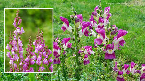 Image result for Antirrhinum