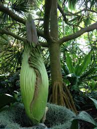 Pin On Blooms Of The Garden