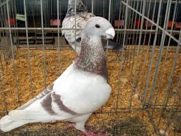 Gaya terbang burung merpati ini akan mempengaruhi kecepatan burung dan stamina burung nantinya. Jenis Jenis Burung Merpati Hias Di Indonesia Yang Sedang Populer Burung Merpati