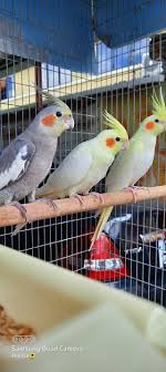 85 reviews of the bird shop we bought our frankie bird from here 10 years ago, and this place is still doing great. Cockatiel Birds Now Available At Pet Shop Boys Ltd Facebook