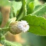 Image result for Pluchea ovalis