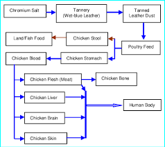 flow chart of the transport mechanism of chromium from