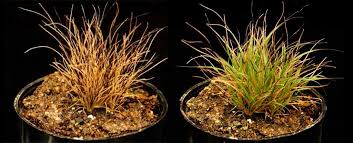 Image result for Tripogon