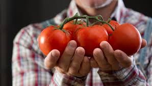 Manfaat kesehatan dari tomat terkait dengan kekayaan nutrisi dan gosok jus tomat dengan jus lemon di kulit kepala. Kandungan Gizi Tomat Dan Manfaat Tomat Bagi Kesehatan