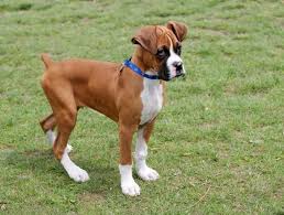 Boxer puppies for sale boxer dog puppy bulldog puppies dogs and puppies boxer and baby boxer love puppy finder norwegian elkhound cavachon. Boxer Lovers Sircareyprice Can I Please Have You Please Boxer Puppy Boxer Dogs Puppy Pictures