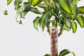 Image result for Dracaena steudneri