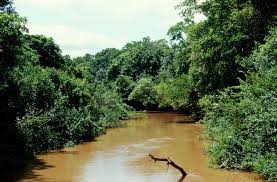 Image result for Ficus capreifolia