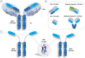 We would like to show you a description here but the site won't allow us. Camelid Single Domain Antibodies For The Development Of Potent Diagnosis Platforms Springerlink