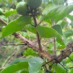 Image result for Strychnos pungens