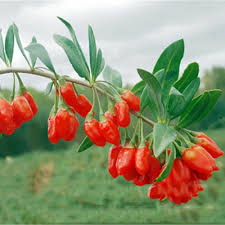 Image result for Lycium