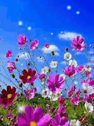 See a rich collection of spring images, photos or vectors for any project. Spring Flowers Gifs Tenor
