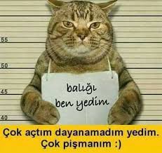 Kedi Replikleri 3 Panosundaki Pin