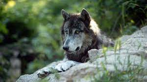 Le loup appartient à l'ordre des carnivores et à la famille des canidés qui compte une quarantaine d'espèces dont les. Loup Y Es Tu Il Se Rapproche Des Grandes Forets Avesnoises