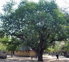 Image result for Schotia brachypetala