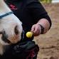 A Positive Approach to Horsemanship Workshop at event image