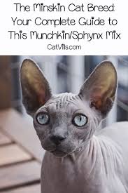 1,969 likes · 38 talking about this. The Minskin Cat Breed Complete Guide To This Lovable Cat