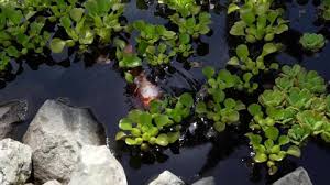 Many people trust azponds to provide the best in pond supplies at the lowest possible price. Koy Fish Stock Video Footage 4k And Hd Video Clips Shutterstock