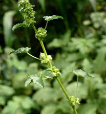 Image result for Malva verticillata