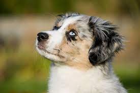 Check spelling or type a new query. Mini Australian Shepherd What To Know Before Buying All Things Dogs All Things Dogs
