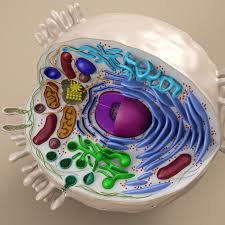Cell Animal 3d Model Maquetas De Celulas Celula Animal Celula Animal Maqueta