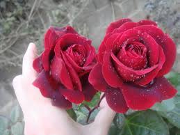 لا يتعين عليك تنزيل أي برنامج خاص أو تثبيت أي أداة على هذا الجهاز أو توصيله. ÙˆØ±Ø¯ ÙˆÙÙ„ ÙˆÙŠØ§Ø³Ù…ÙŠÙ† ØµÙˆØ± ÙˆØ±Ø¯ Ø­Ù„ÙˆÙ‡ ÙƒØ§Ø±Ø²