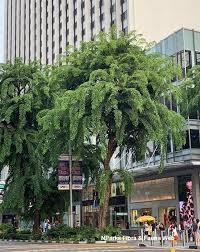 Image result for Pterocarpus indicus