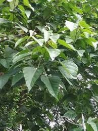 Image result for Caloncoba crepiniana