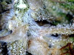 Maybe you would like to learn more about one of these? Help Are Those White Hairs Mold Microgrowery