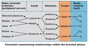 Peripheral Nervous System Spinal Nerves And Plexuses