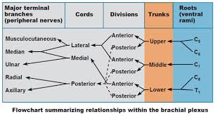 peripheral nervous system spinal nerves and plexuses