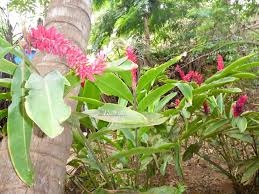 Jardin Tropical Antsiranana Diego Suarez 2020 All You Need To Know Before You Go With Photos Tripadvisor
