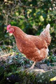 They were developed to lay as many eggs as possible in a short amount of time and become laid out earlier, too. Production Red Chickens